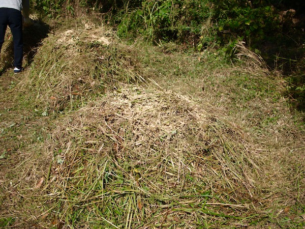初心者でも簡単 雑草堆肥で土づくり 畑は小さな大自然vol 8 マイナビ農業