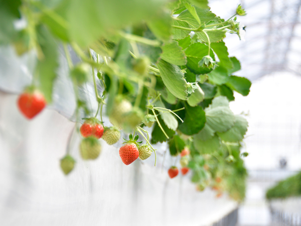 北の大地で業務用イチゴを通年栽培 4 Haの栽培温室を最適な環境に