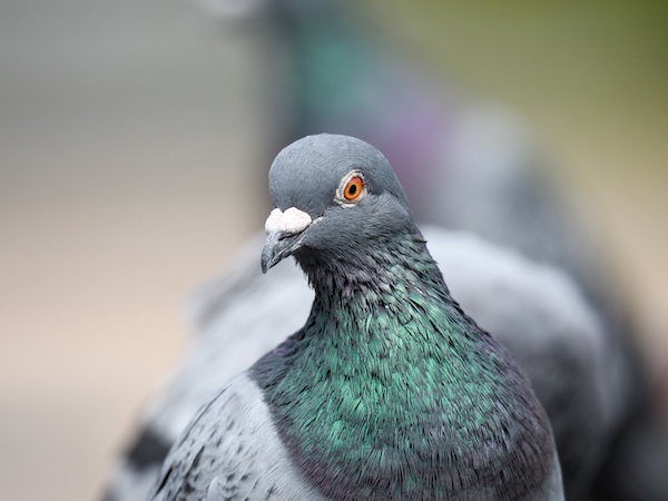 ハトが農家の害獣である理由とは? 被害例や撃退方法、鳩の巣対策まで紹介