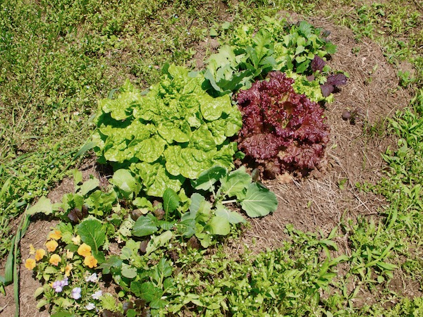 家庭菜園初心者に最適 ９月に植える野菜５選 畑は小さな大自然vol 9