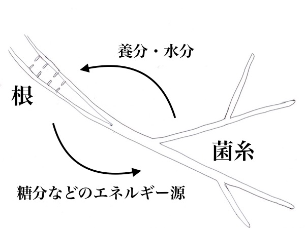 これって根じゃないの 畑の下に広がるネットワークの正体 畑は小さな大自然vol 11