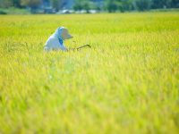 農業景況DIは大幅落下、設備投資は過去最高