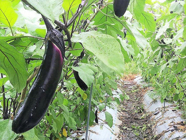 西日本産 野菜 なす 10キロ 宮崎県産 - 通販 - lasminas.gob.mx