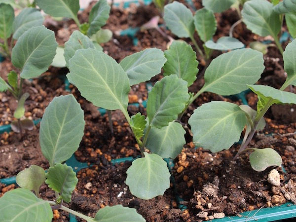 キャベツの栽培方法 栽培時期は 害虫や葉が巻かないなどの悩みも解決 マイナビ農業