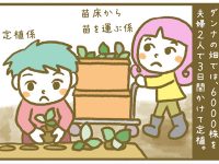 漫画「宮崎に移住した農家の嫁日記」【第29話】いちごの定植