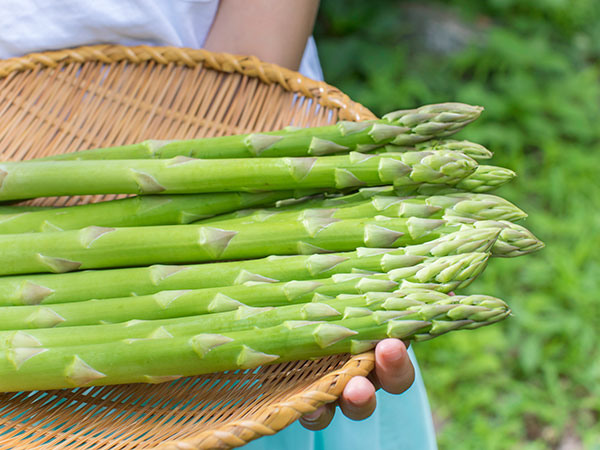 おいしいアスパラガスの育て方【プランターで手軽にできる】