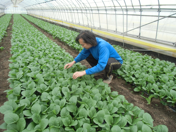 有機培土や育苗トレーでおいしい野菜作りのお手伝いを！◇株式会社阪中