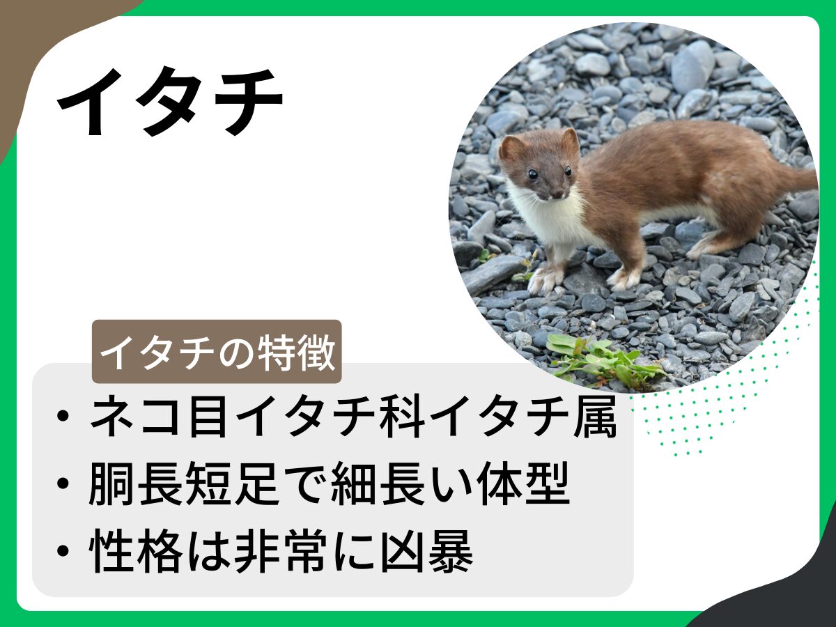 外来種「キョン」の生態と被害状況は？知っておきたい対策・捕獲方法についても解説｜マイナビ農業