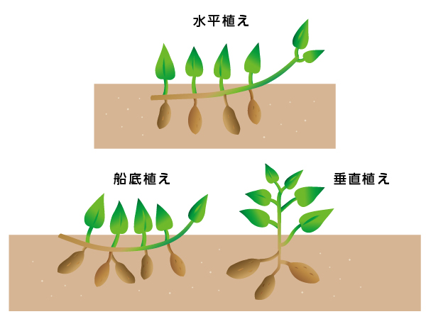 さつまいも 苗 の 作り方 さつまいもの苗の植え方 Stg Origin Aegpresents Com