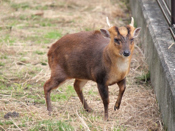 農家の天敵】外来生物キョン（きょん）とは。特徴や農地に寄せ付けない