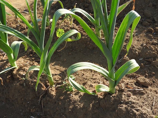 ニンニクの栽培方法は簡単 収穫時期や栽培に必要な肥料も理解しよう マイナビ農業