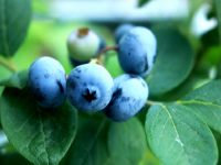 農家が教えるブルーベリーの栽培方法　大人気の家庭果樹を育てよう！