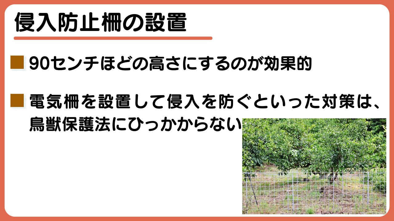 外来種「キョン」の生態と被害状況は？知っておきたい対策・捕獲方法についても解説｜マイナビ農業