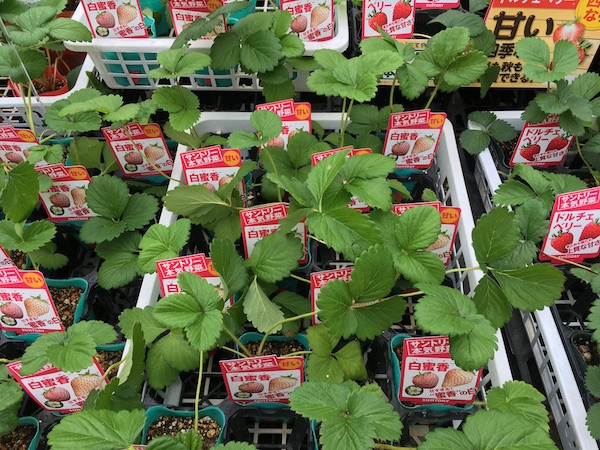 甘 い イチゴ栽培の真っ赤な現実 枯れ専かーちゃんのベランダ菜園 マイナビ農業