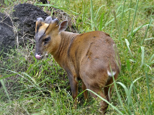 アブなすぎる害獣図鑑 農家の敵とその撃退方法 キョン編 マイナビ農業