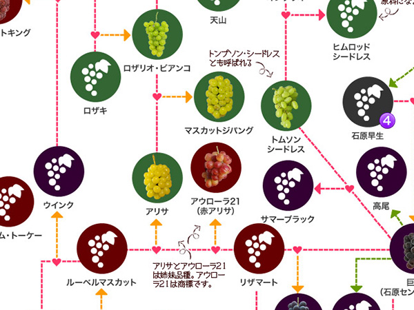 葡萄の家系図を見ながら選ぶ ブドウの品種と産地や特徴 果物ガイド マイナビ農業