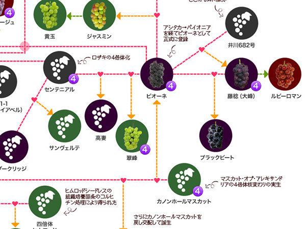 ブラックビート