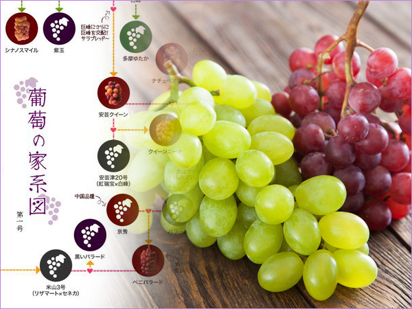 葡萄の家系図を見ながら選ぶ ブドウの品種と産地や特徴 果物
