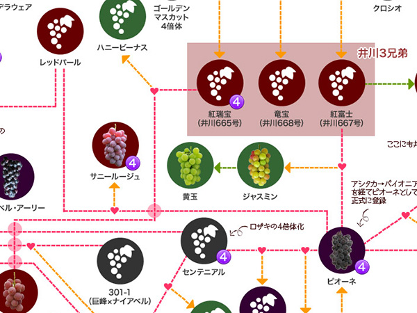 サニールージュ