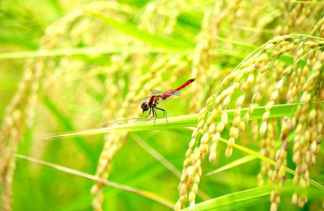 【ふるさと納税】福岡県の『夢つくし』は、塩おにぎりで味わう