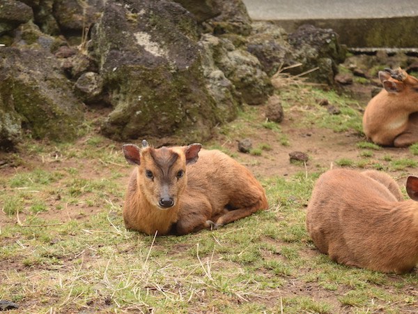 アブなすぎる害獣図鑑 農家の敵とその撃退方法 キョン編 マイナビ農業