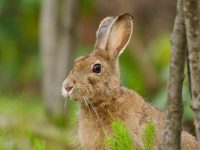 【農家の害獣】ウサギの撃退法とは？ 野生のうさぎの種類やウサギ肉の食べ方も紹介