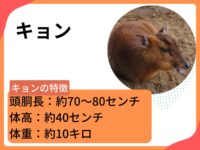 外来種「キョン」の生態と被害状況は？知っておきたい対策・捕獲方法についても解説