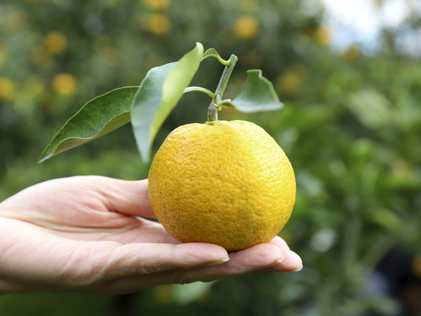 和歌山の名産柑橘類 じゃばら が持つ特性を生かした注目の商品 ここが