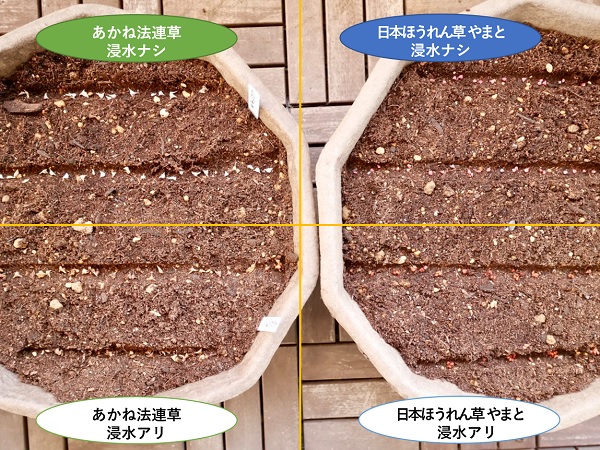 ホウレンソウの種は浸水してまく」が正解？【枯れ専かーちゃんのベランダ菜園】｜マイナビ農業