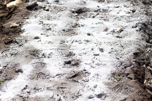 むやみに使うとアブない 石灰との上手な付き合い方 畑は小さな大自然vol 25 マイナビ農業