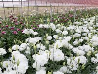 【福島県浪江町】「花のまち なみえ」を目指して、花卉研究会も発足。高品質な花卉栽培での盛り上がりを目指す！