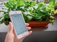 栽培記録を簡単管理! 家庭菜園向けアプリ3つ【枯れ専かーちゃんのベランダ菜園】