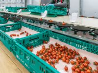 「高糖度フルーツミニトマト」を通年栽培で安定供給――三菱地所グループの株式会社メックアグリ