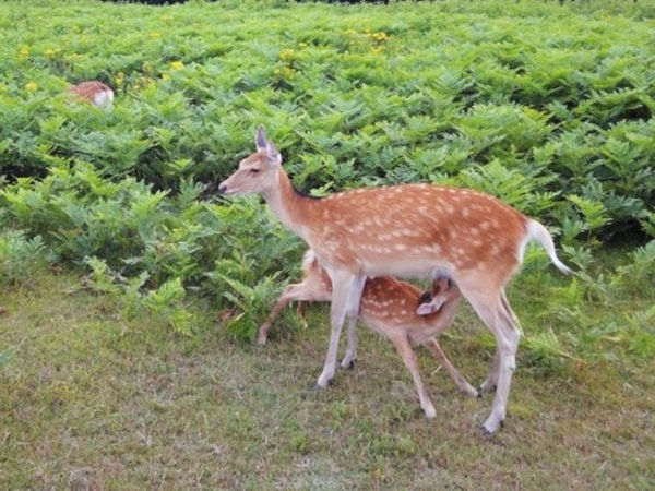 シカは木を食べる 人がシカ肉を食べれば被害は減るの