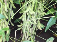 大豆の栽培は暦に合わせた作業が重要！　栽培方法の完全マニュアル