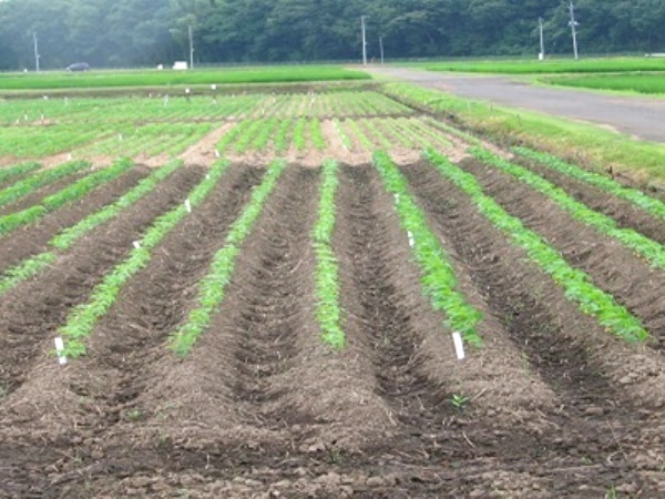 大豆の栽培は暦に合わせた作業が重要 栽培方法の完全マニュアル マイナビ農業