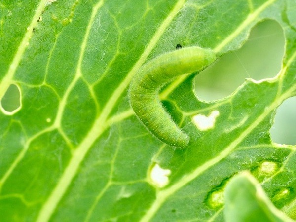 畑の害虫図鑑 アオムシ編 畑は小さな大自然vol 29