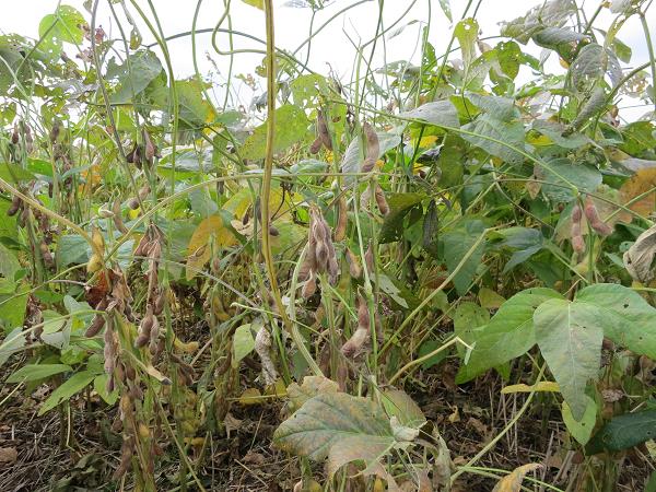 大豆の栽培は暦に合わせた作業が重要 栽培方法の完全マニュアル マイナビ農業