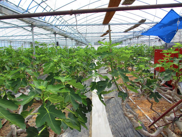イチジクの周年栽培に賭ける 藤井農園の思いとチャレンジ マイナビ農業
