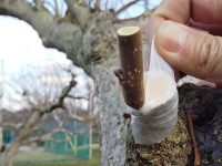【写真で解説】農家が教える接ぎ木の方法　簡単なやり方はこれだ！