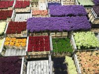花大国オランダ　世界規模のアールスメールに学ぶ花市場の未来