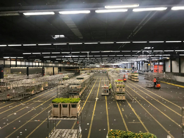 花大国オランダ 世界規模のアールスメールに学ぶ花市場の未来