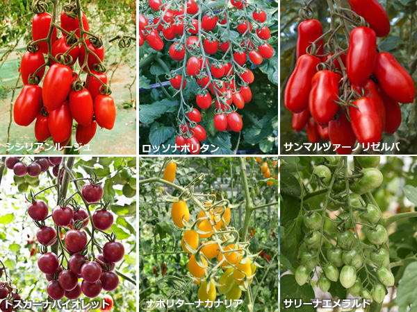 おいしいトマトを省力化 低コストで作るには 品種選定と栽培方法に秘策があった マイナビ農業