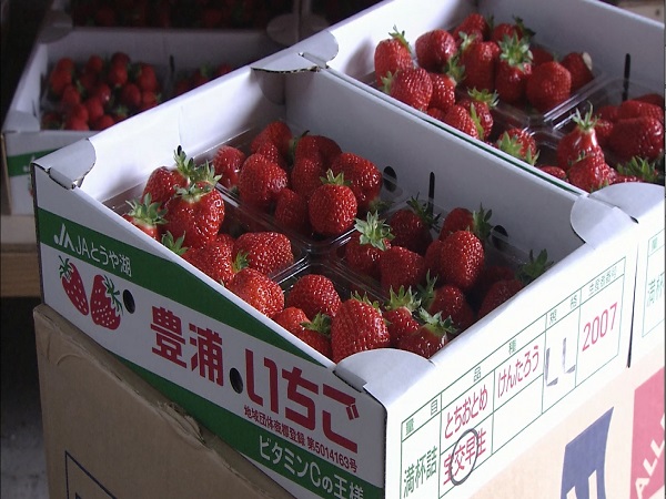 夫婦で、いちご農家になりませんか。北海道豊浦町で地域おこし協力隊募集