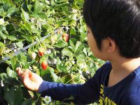 静岡のイチゴ狩り農園に行ってみた！【親子で楽しむ食体験#01】
