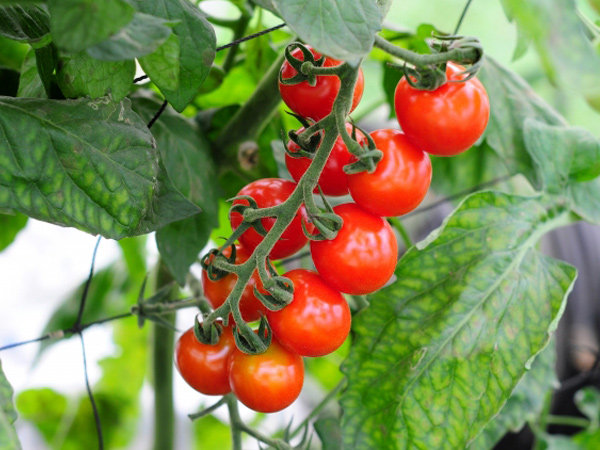 農家が教えるミニトマト栽培 最後まで鈴なりの実を付けさせる方法