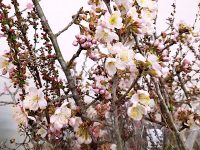 春の稼ぎ頭・桜の切り枝　開花を早める「ふかし」技術を学ぶ！