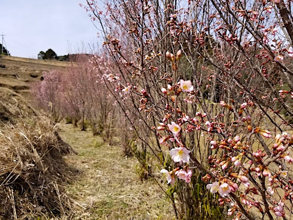 春の稼ぎ頭 桜の切り枝 開花を早める ふかし 技術を学ぶ マイナビ農業