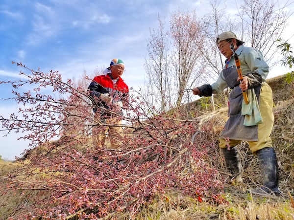 春の稼ぎ頭 桜の切り枝 開花を早める ふかし 技術を学ぶ マイナビ農業