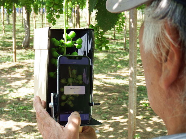 匠の技をITで見える化、伝承へ　ブドウ栽培お助けアプリを農家が開発